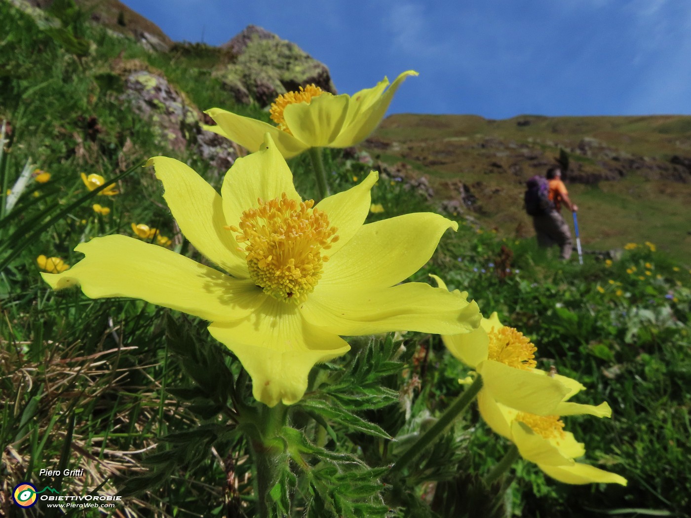 19 Pulsatilla alpina sulphurea (Anemone sulfureo) .JPG
